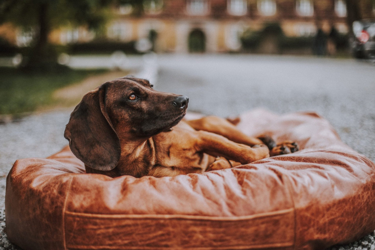 Hundebetten und Sofas - Rufus'n Team Shop