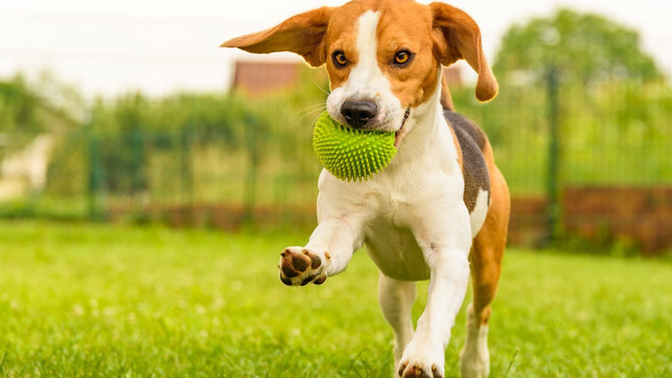Hundespielzeug - Rufus'n Team Shop